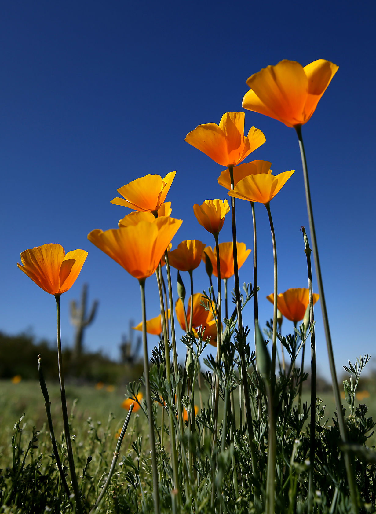 Spring Wildflowers
